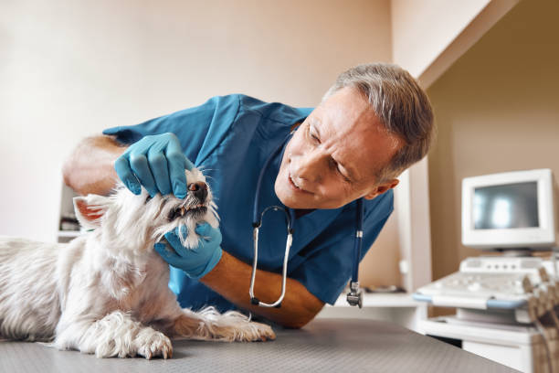 Best Weekend Emergency Dentist in Los Ranchos, CA